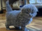 Fluffy ball - Scottish Fold Cat For Sale - Fort Wayne&comma; IN&comma; US
