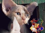 Ariel - Devon Rex Cat For Sale - Spokane&comma; WA&comma; US