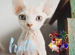 Theodore - Devon Rex Cat For Sale - Spokane&comma; WA&comma; US