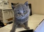 Teddy bear Girl - British Shorthair Cat For Sale - Fort Wayne&comma; IN&comma; US