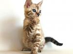 Bagheera - Bengal Cat For Sale - Brooklyn&comma; NY&comma; US