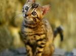 Amelie - Bengal Cat For Sale - Brooklyn&comma; NY&comma; US