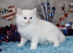 Gorgeous TICA Ragdolls - Ragdoll Cat For Sale - Jefferson&comma; IA&comma; US