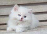 Fawn mink - Ragdoll Cat For Sale - Farmville&comma; VA&comma; US