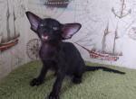 Hilton - Oriental Cat For Sale - Brooklyn&comma; NY&comma; US