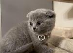 Blue Scottish fold girl - Scottish Fold Cat For Sale - Fort Wayne&comma; IN&comma; US