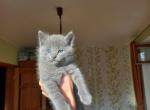 Rorry - Russian Blue Cat For Sale - Brooklyn&comma; NY&comma; US