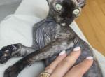 Tortilla - Devon Rex Cat For Sale - Brooklyn&comma; NY&comma; US