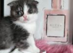 GUCCI miniature Scottish - Scottish Fold Cat For Sale - Grand Rapids&comma; MI&comma; US