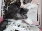 GUCCI - Scottish Fold Cat For Sale - Grand Rapids&comma; MI&comma; US