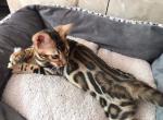 Lord - Bengal Cat For Sale - Brooklyn&comma; NY&comma; US