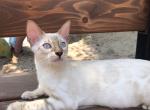 Winter - Bengal Cat For Sale - Brooklyn&comma; NY&comma; US