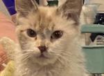 Seal tortie female LaPerm - LaPerm Cat For Sale - Salem&comma; OR&comma; US