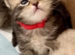 Litter H - Siberian Cat For Sale - White Plains&comma; NY&comma; US
