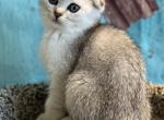 Lily - Scottish Fold Cat For Sale - Renton&comma; WA&comma; US