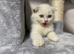 Charlie - Scottish Fold Cat For Sale - Miami&comma; FL&comma; US