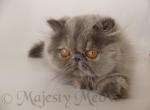 Lyusita - Persian Cat For Sale - Yucca Valley&comma; CA&comma; US