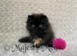 Zoe - Persian Cat For Sale - Yucca Valley&comma; CA&comma; US
