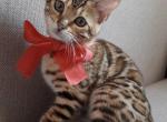 Bow - Bengal Cat For Sale - Brooklyn&comma; NY&comma; US