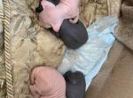 Odd Eyes Elf - Sphynx Cat For Sale - Massapequa&comma; NY&comma; US