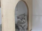 IDCATTERY BRING JOY GLORY - British Shorthair Cat For Sale - Auburn&comma; WA&comma; US
