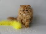 Sonya - Persian Cat For Sale - Yucca Valley&comma; CA&comma; US