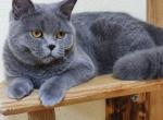 Berry - British Shorthair Cat For Sale - Brooklyn&comma; NY&comma; US