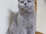 Power - British Shorthair Cat For Sale - Brooklyn&comma; NY&comma; US