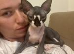 Mimi - Devon Rex Cat For Sale - Brooklyn&comma; NY&comma; US