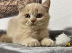 Lucky - Scottish Straight Cat For Sale - Miami&comma; FL&comma; US