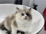 Tortie - Ragdoll Cat For Sale - Minerva&comma; OH&comma; US