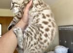 Snow Bengal Female - Bengal Cat For Sale - Beach Park&comma; IL&comma; US