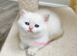 British female colorpoint - British Shorthair Cat For Sale - Thornton&comma; CO&comma; US