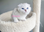 Scottish fold chinchilla female - Scottish Fold Cat For Sale - Thornton&comma; CO&comma; US