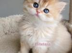 British ny12 long haired female kitten - British Shorthair Cat For Sale - Thornton&comma; CO&comma; US