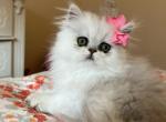 Lulu - Persian Cat For Sale - Fort Worth&comma; TX&comma; US