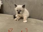 Jade Available - Ragdoll Cat For Sale - Mount Vernon&comma; WA&comma; US