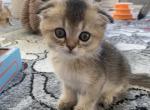 Bonia - Scottish Fold Cat For Sale - New York&comma; NY&comma; US