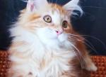Daisy Silent Wave - Maine Coon Cat For Sale - Brooklyn&comma; NY&comma; US