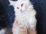 DaVinci Silent Wave - Maine Coon Cat For Sale - Brooklyn&comma; NY&comma; US