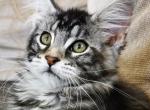 Coco Silent Wave - Maine Coon Cat For Sale - Brooklyn&comma; NY&comma; US