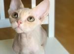 Creamy - Devon Rex Cat For Sale - Brooklyn&comma; NY&comma; US