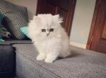 CFA Sharrique - Persian Cat For Sale - Pensacola, FL, US