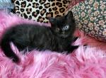 Stunning Scottish straights - Scottish Straight Cat For Sale - Grand Rapids&comma; MI&comma; US