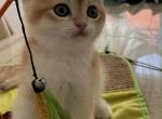Litter B - British Shorthair Cat For Sale - Staten Island&comma; NY&comma; US