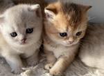 British shorthair kitten for sale - British Shorthair Cat For Sale - Staten Island&comma; NY&comma; US