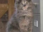 Nela - Maine Coon Cat For Sale - Santa Maria&comma; CA&comma; US