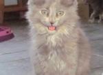 Nika - Maine Coon Cat For Sale - Santa Maria&comma; CA&comma; US