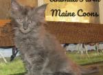 Pema - Maine Coon Cat For Sale - Santa Maria&comma; CA&comma; US