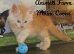 Qays - Maine Coon Cat For Sale - Santa Maria&comma; CA&comma; US